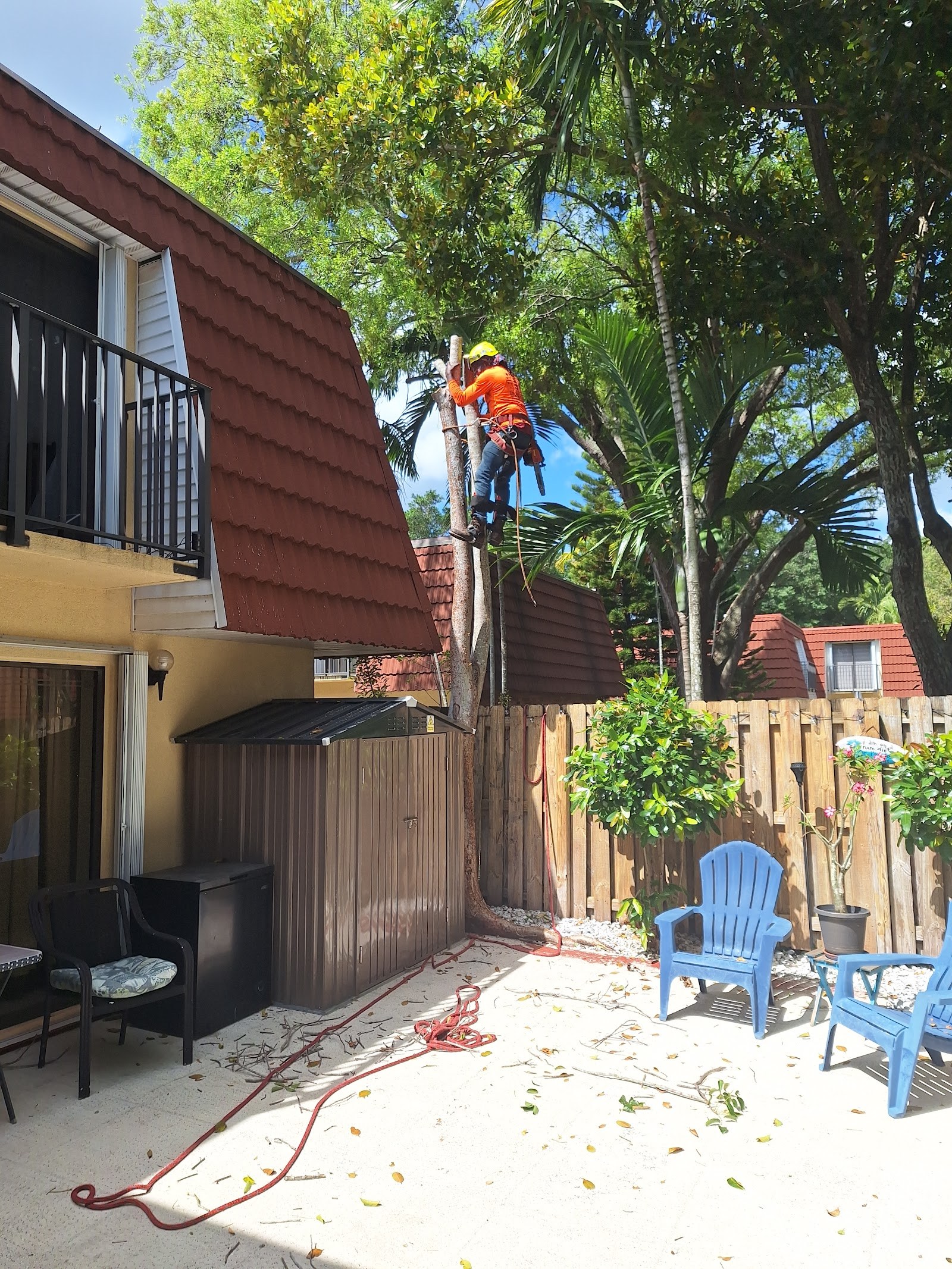 Crew working a large canopy removal
