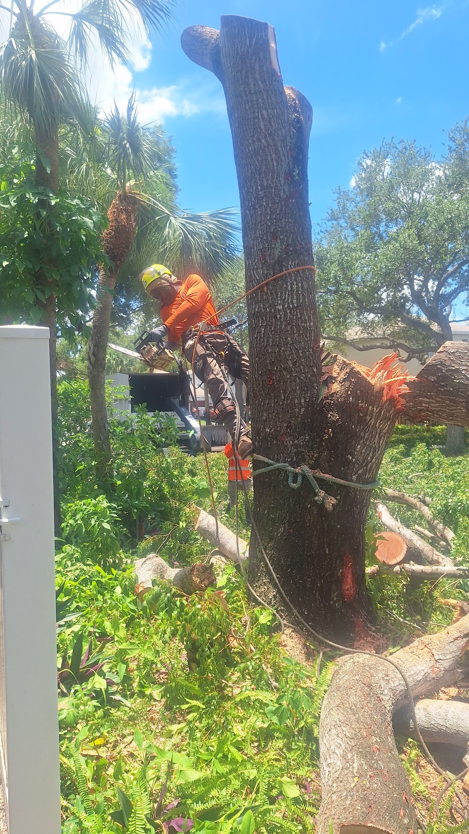 Climber cutting down a storm-damaged limb