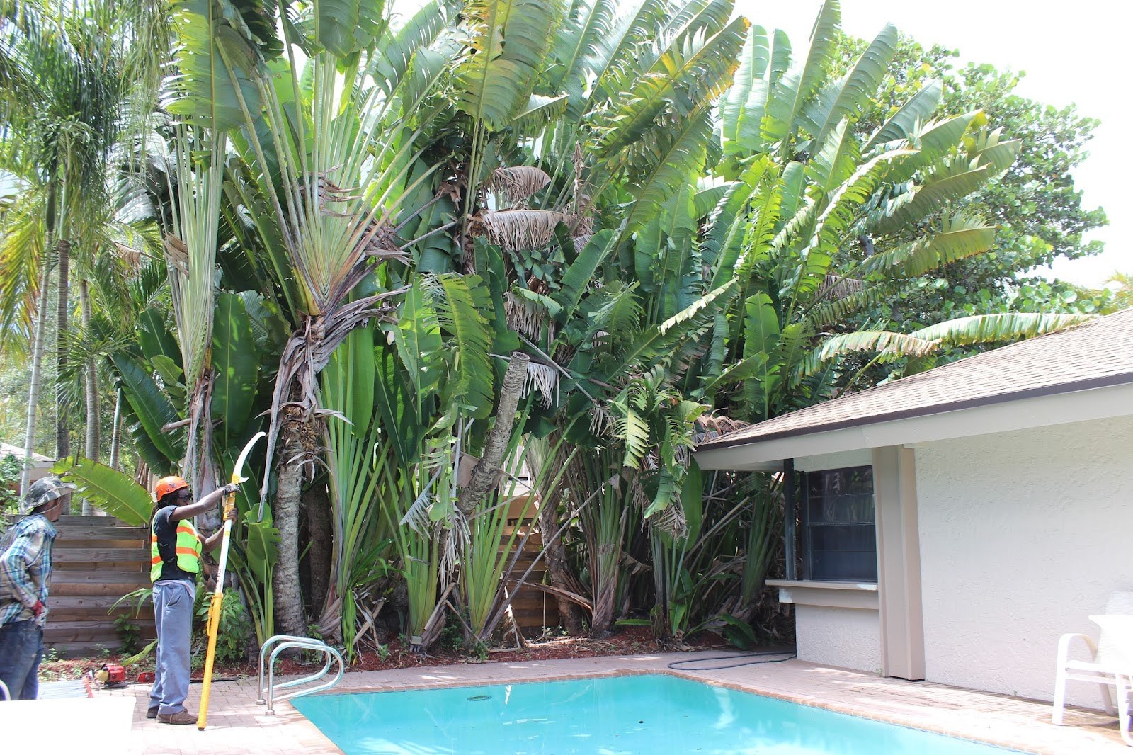 Climber working a canopy beside a home
