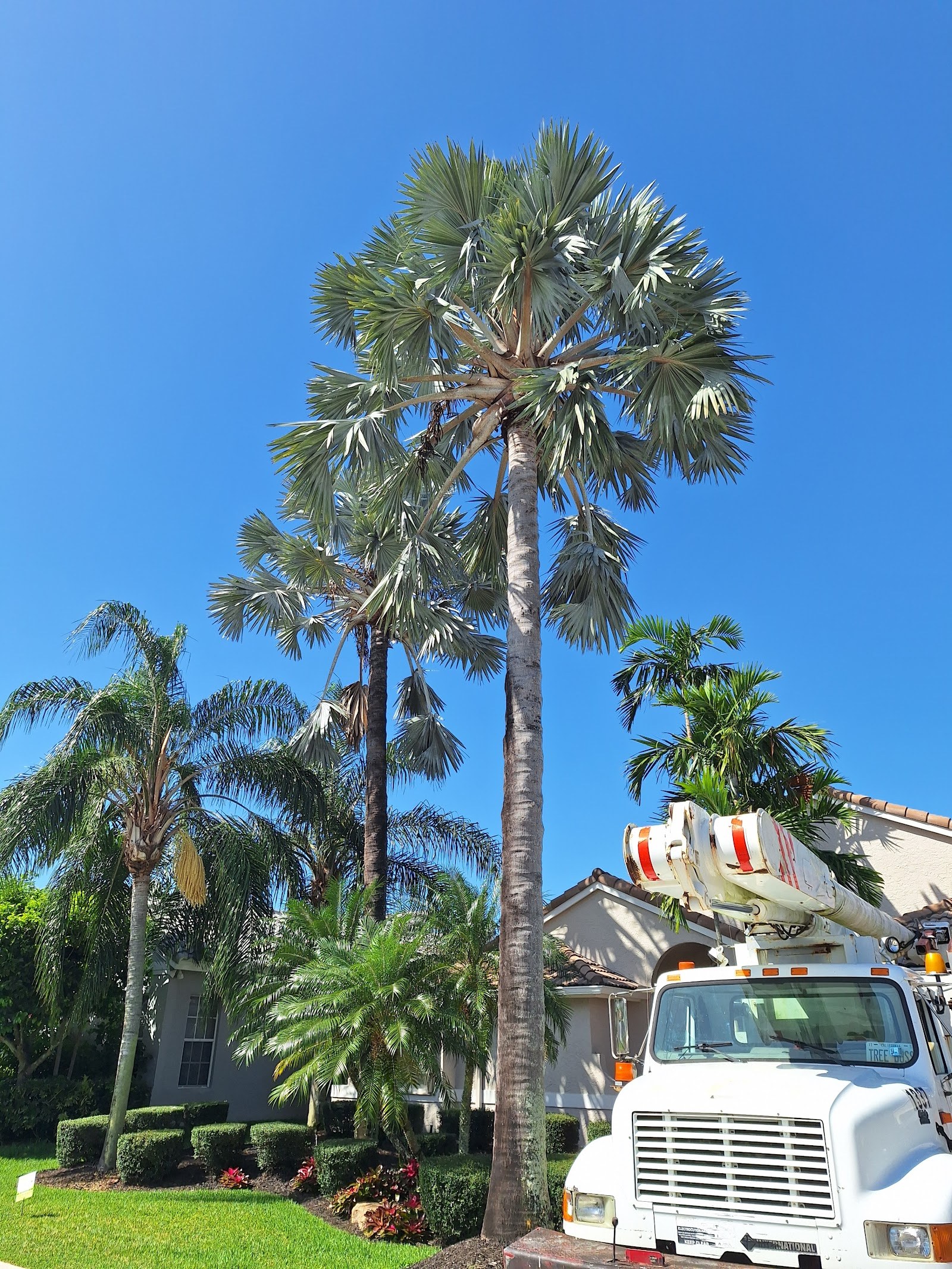 Royal palms trimmed near a waterfront home