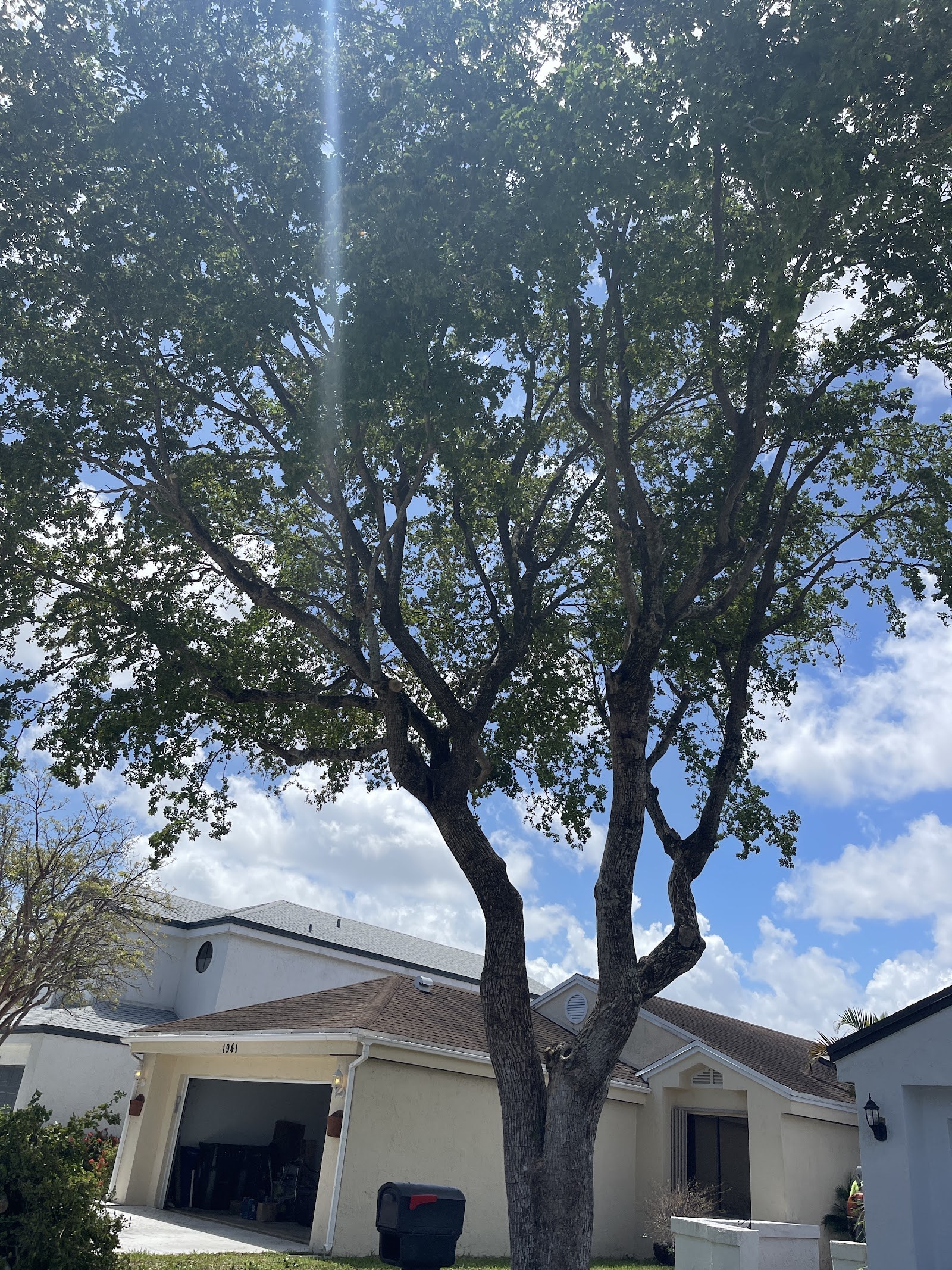 Mature canopy tree, shaped and thinned above rooftops