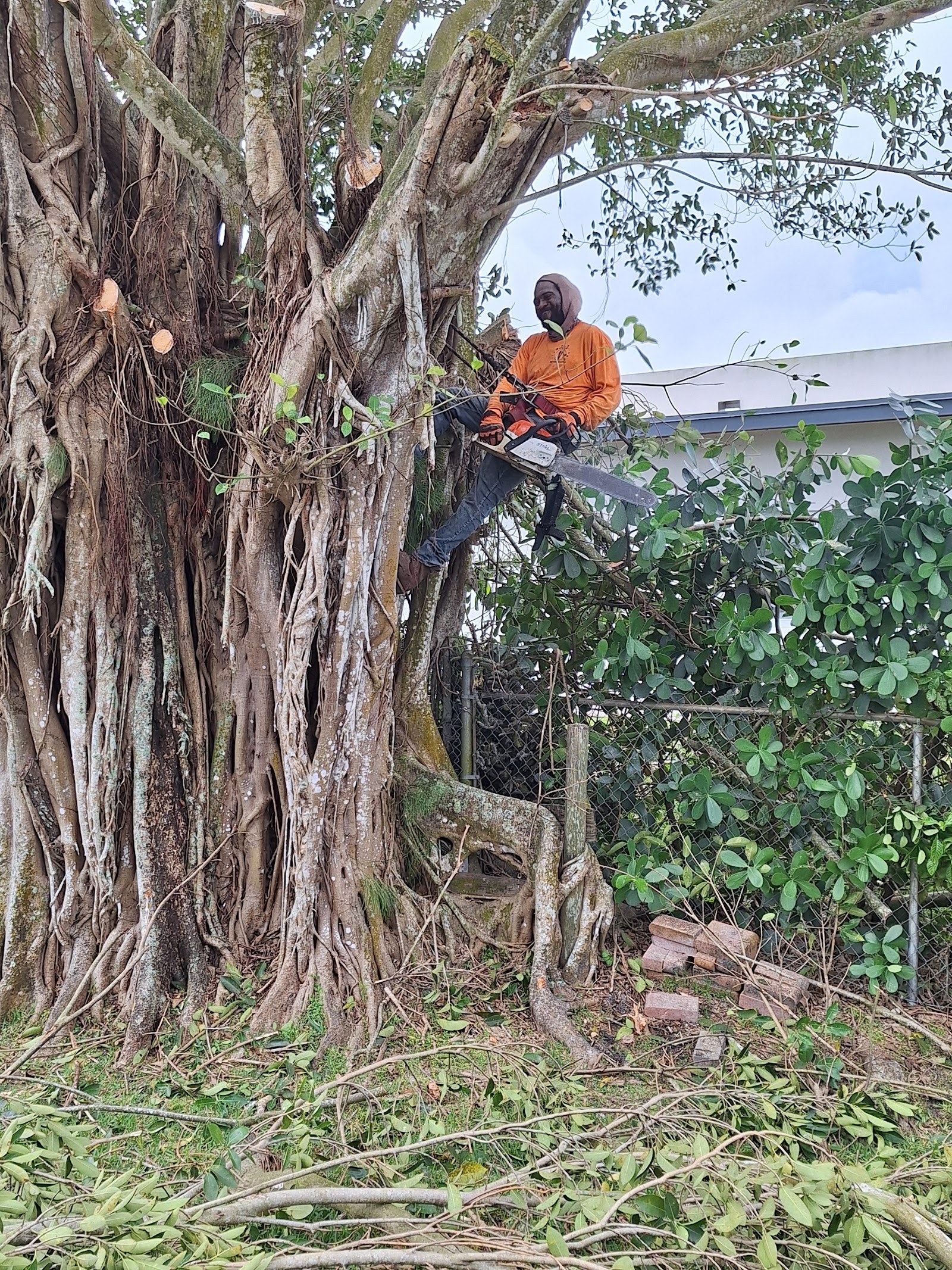 Climber working high in a gnarled banyan-style tree