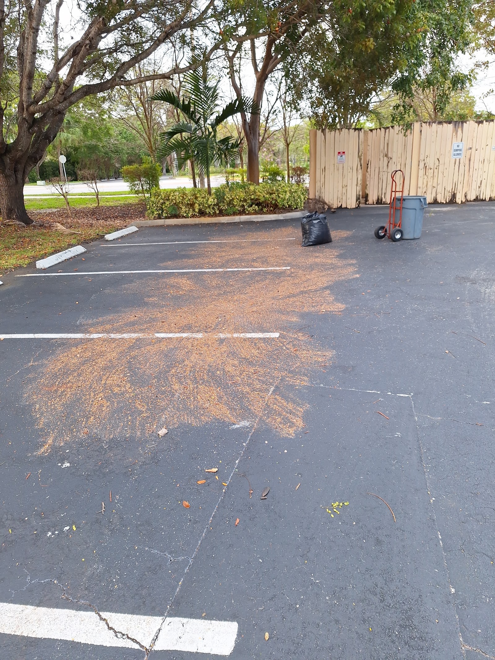 Palm frond debris cleared from a parking lot