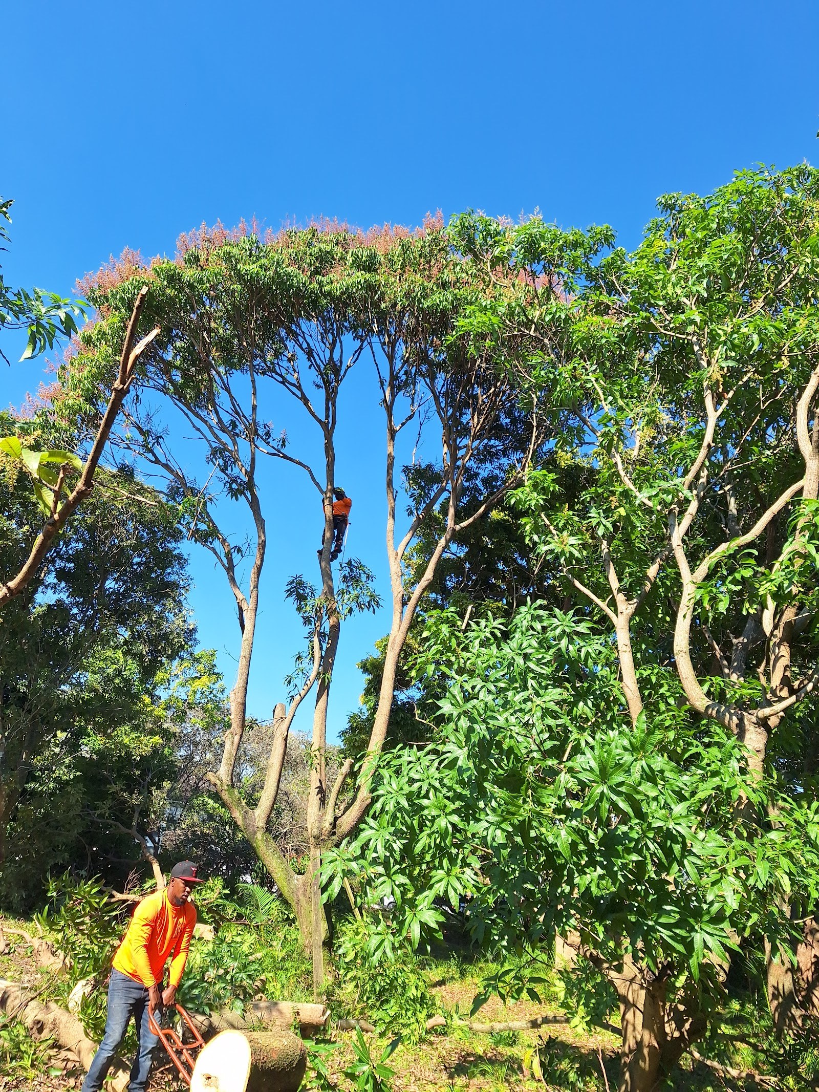 Two-person crew shaping a tall canopy tree