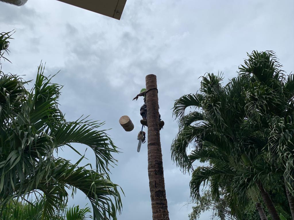 Palm Trimming